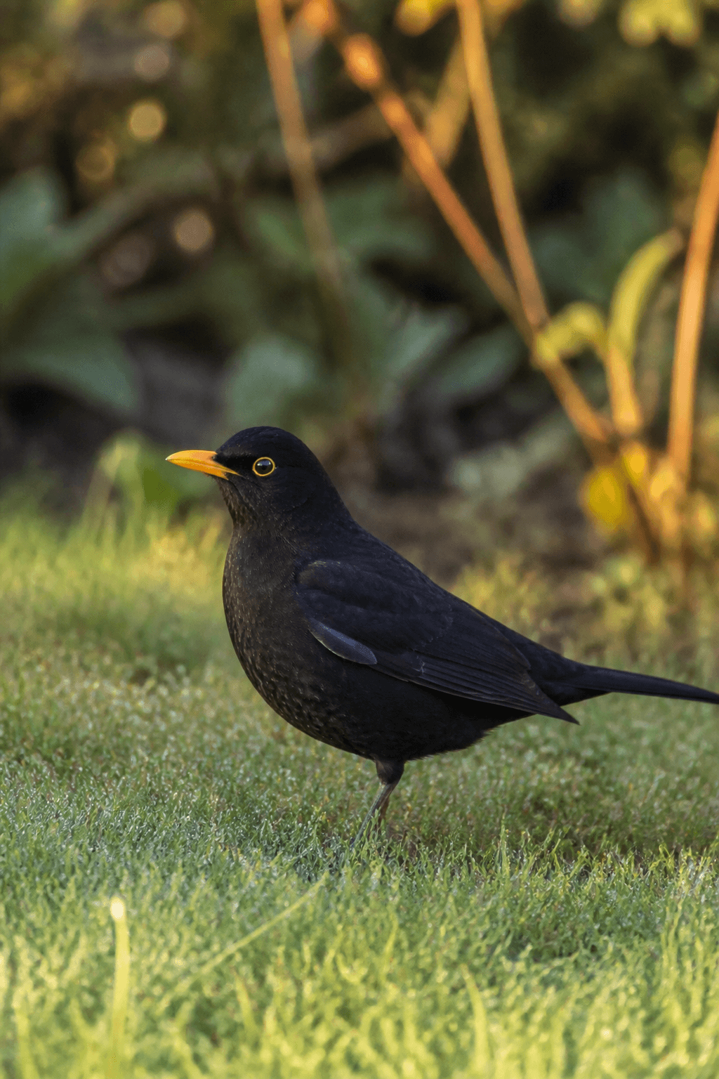 Blackbird