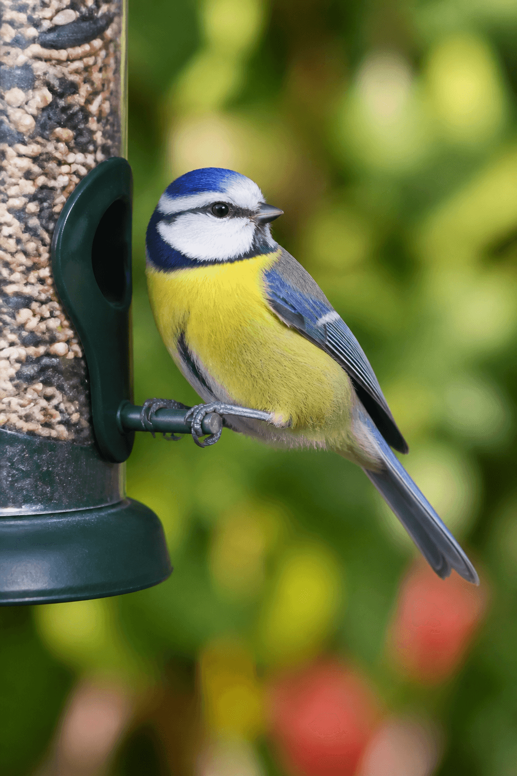 Blue Tit