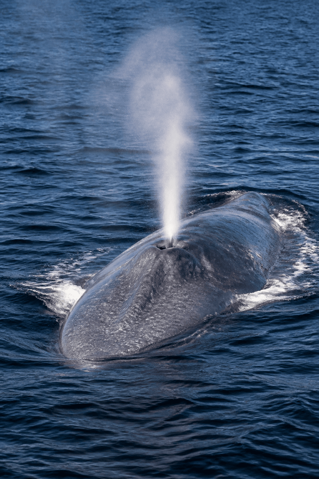 Blue Whale