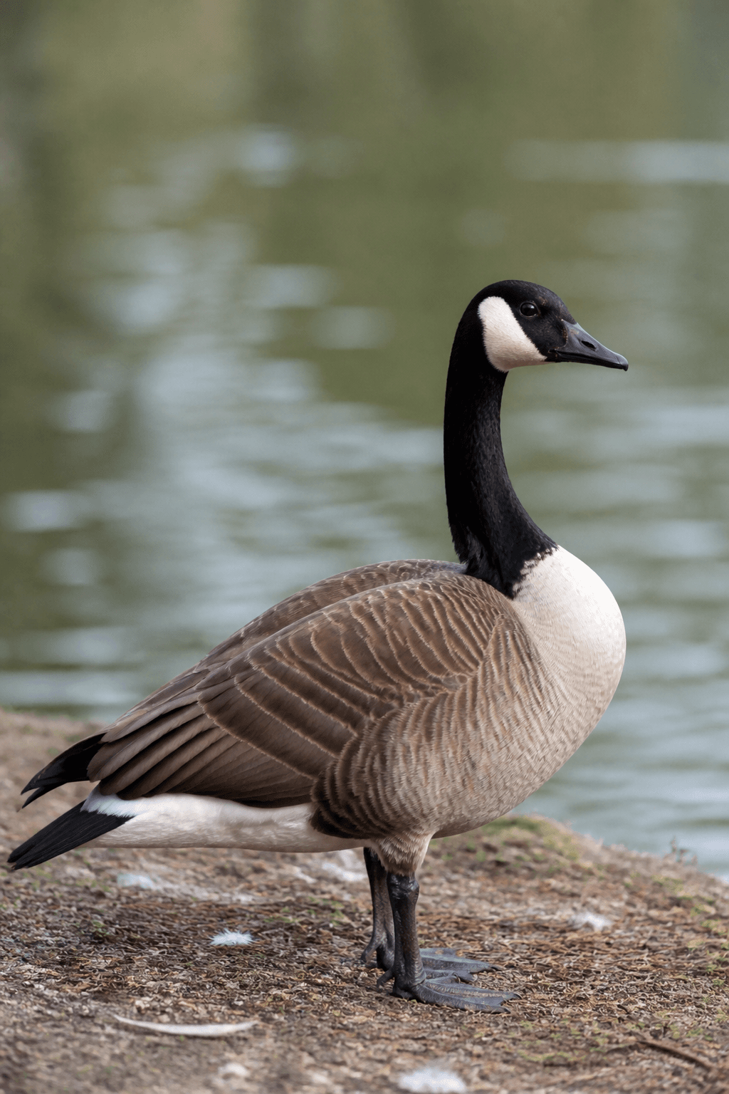 Canada Goose