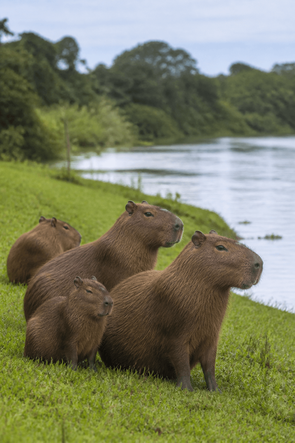 Capybara