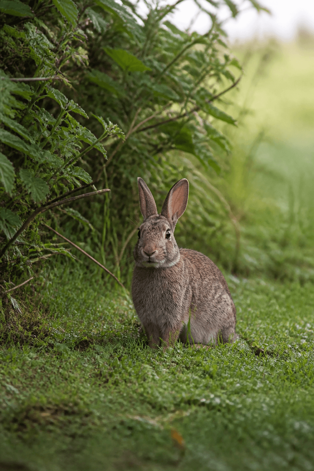 European Rabbit