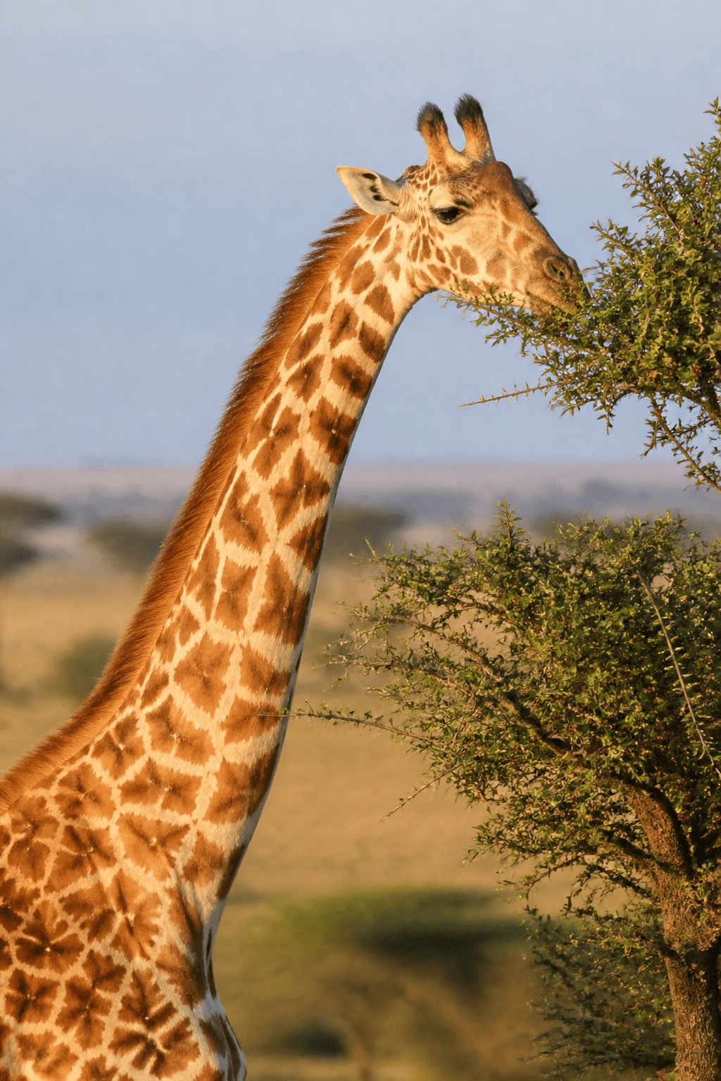 Giraffe