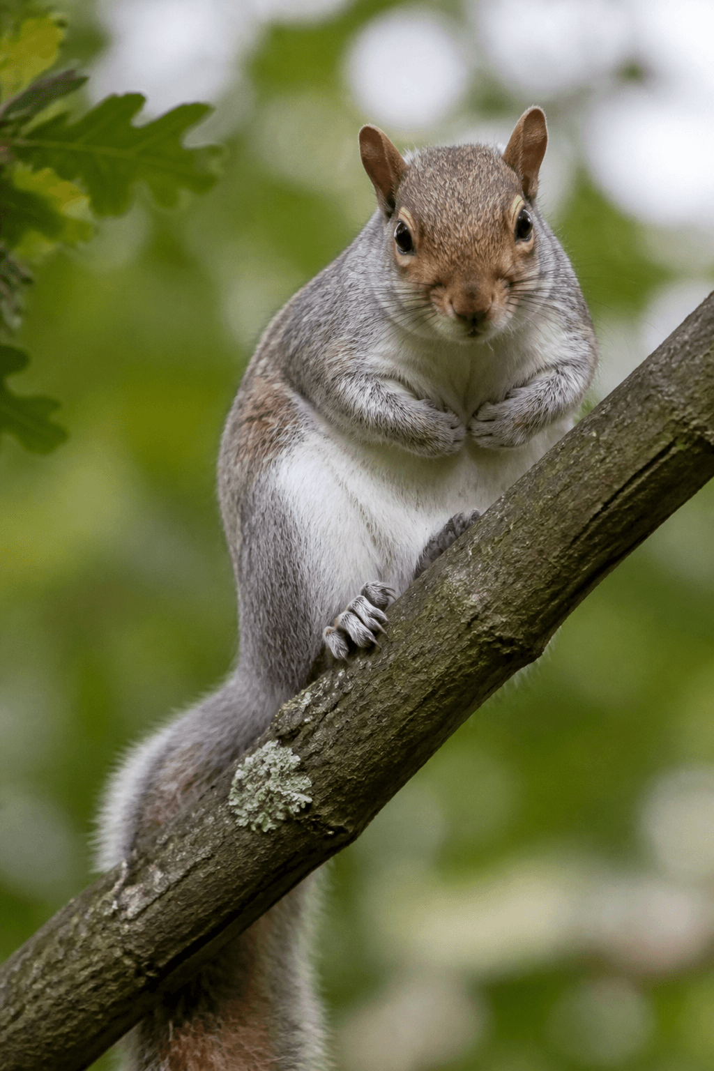 Grey Squirrel