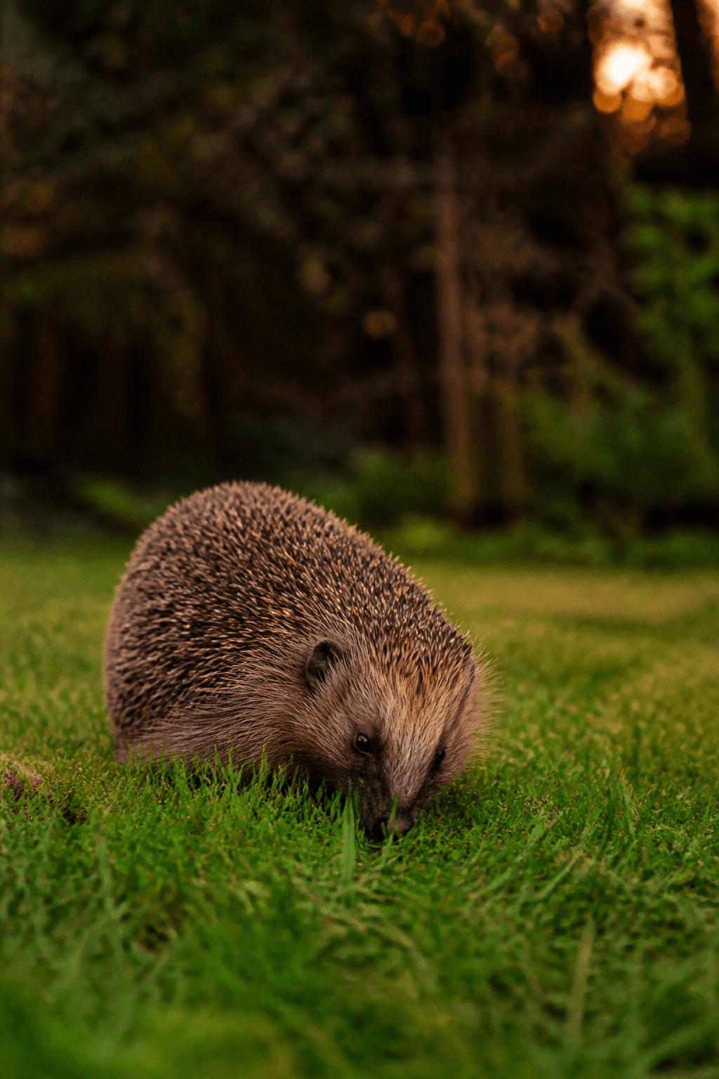 Hedgehog