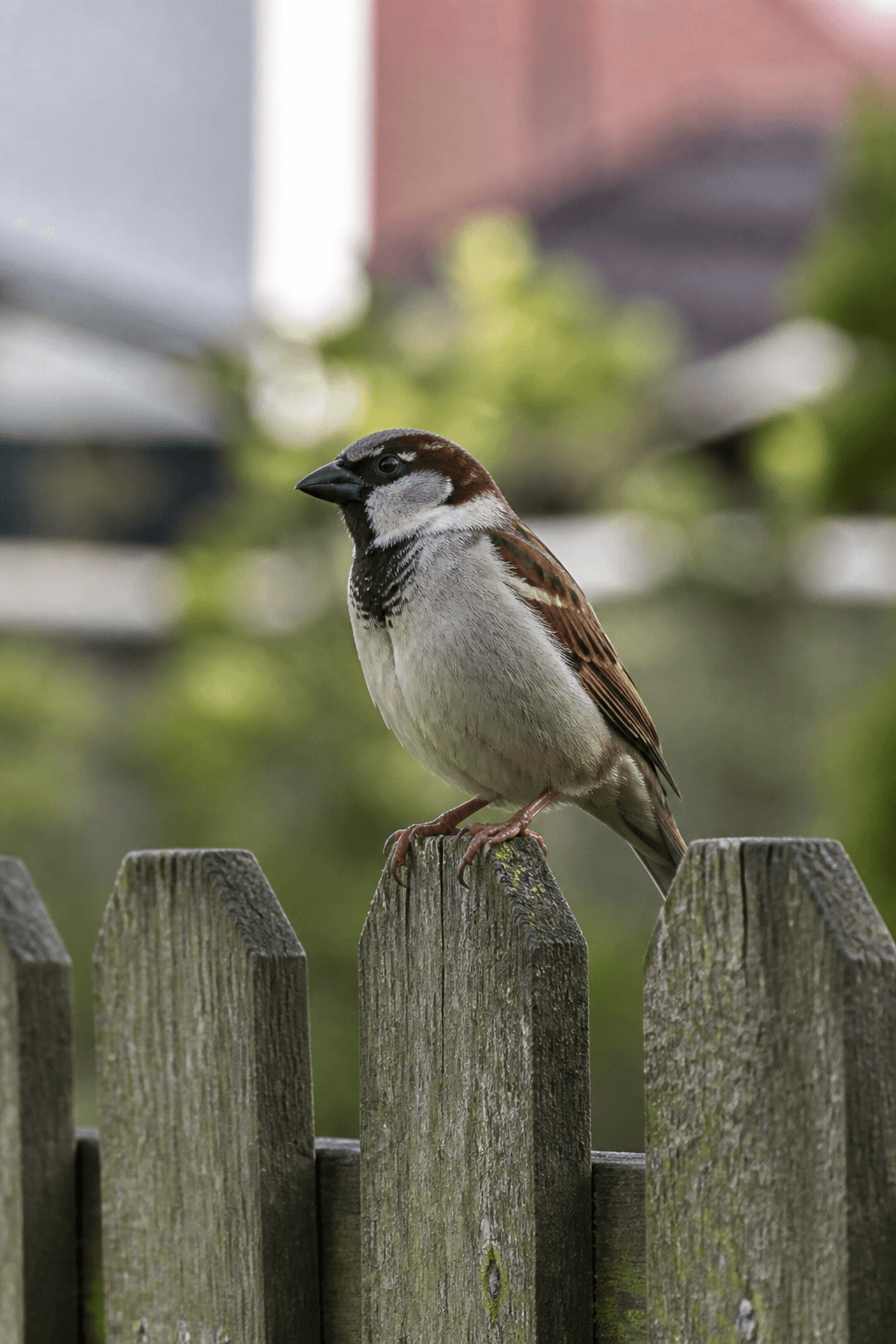 House Sparrow
