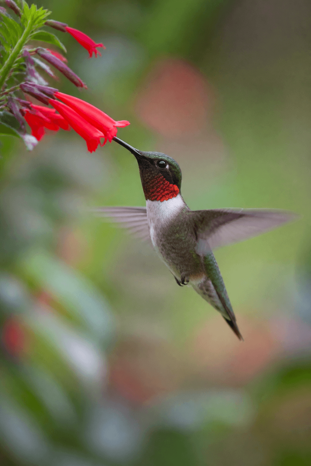 Hummingbird
