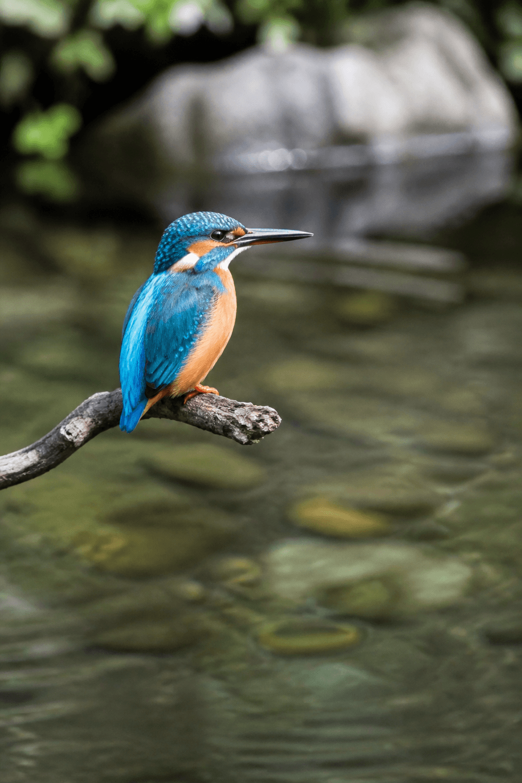 Kingfisher
