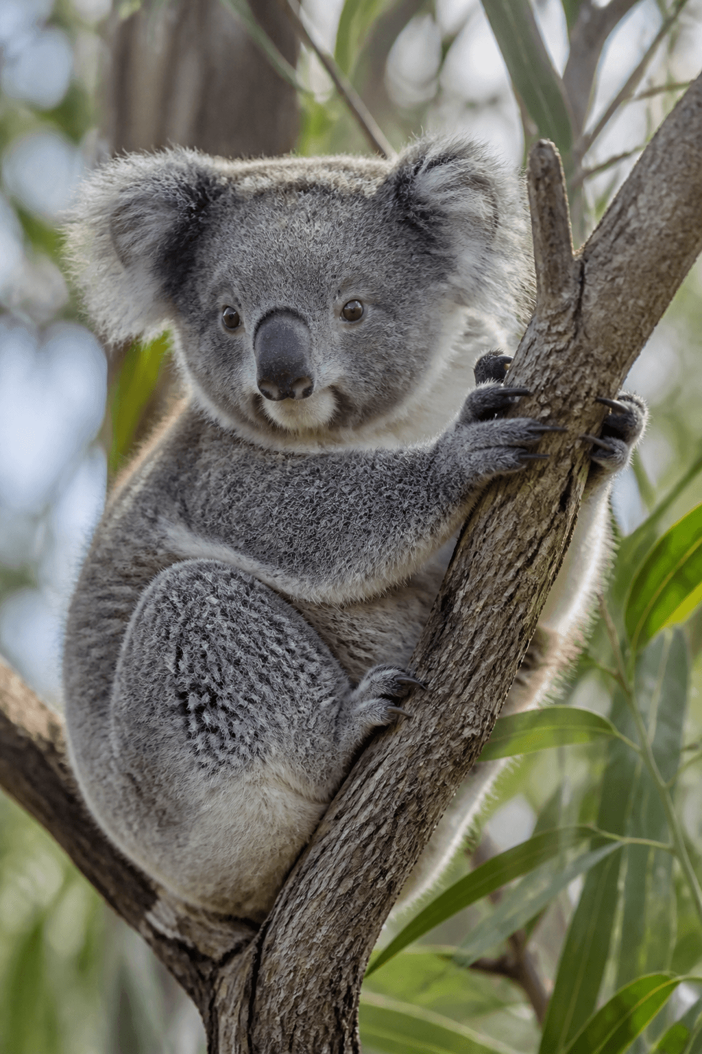 Koala
