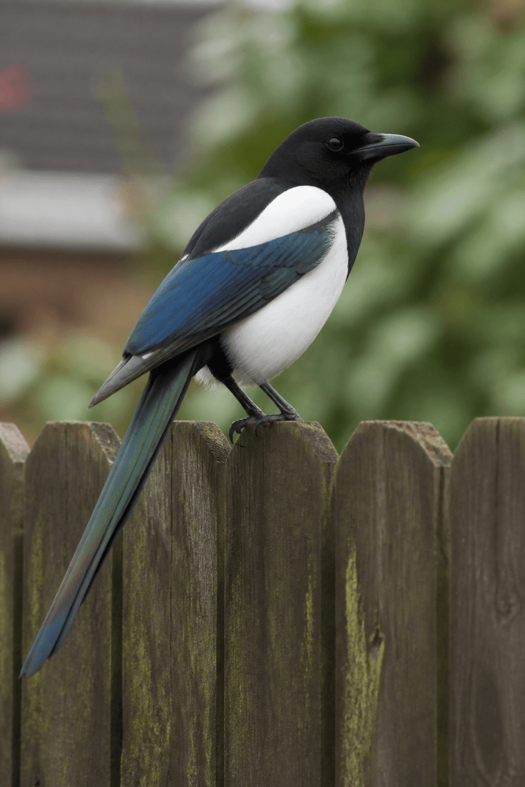 Magpie