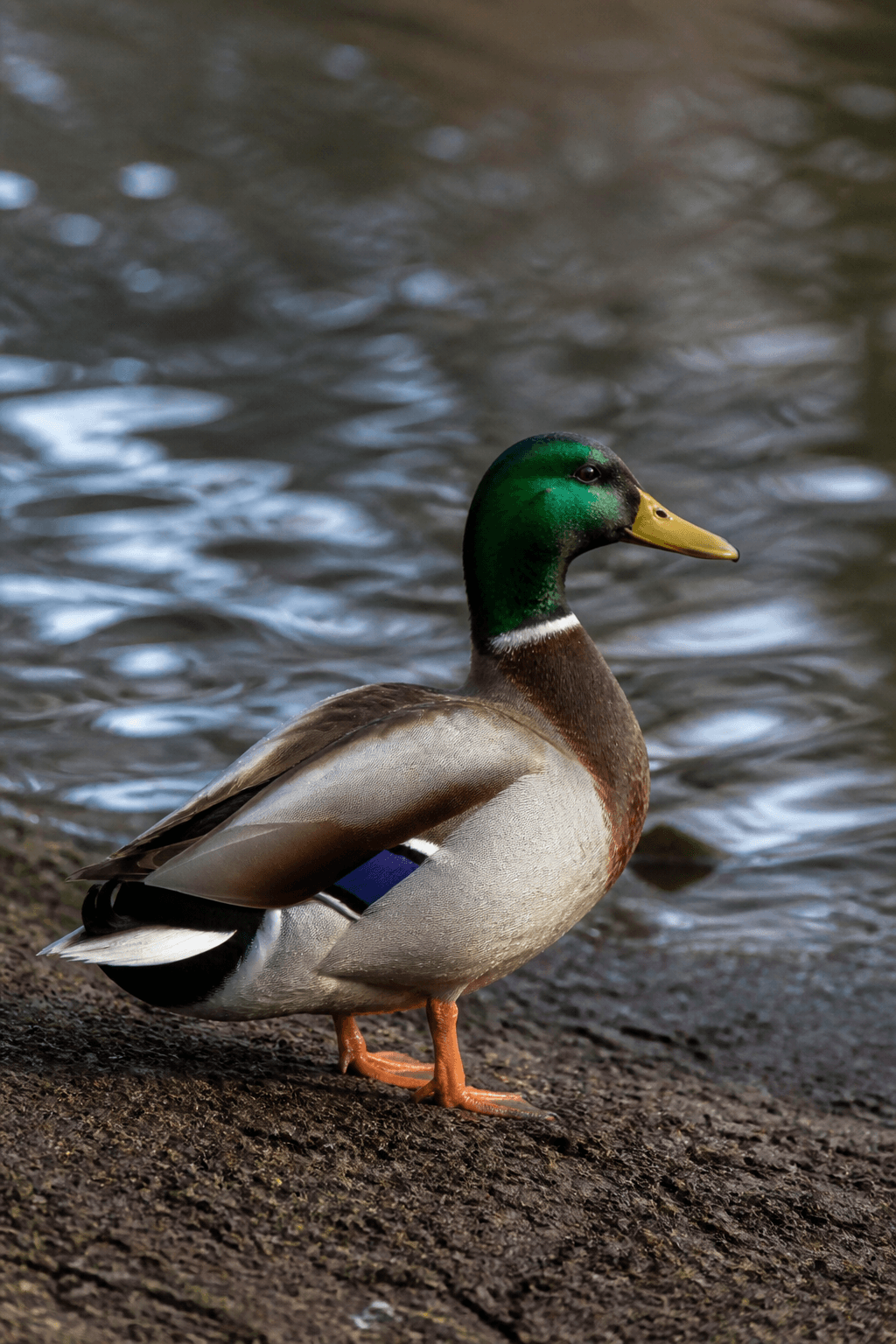 Mallard