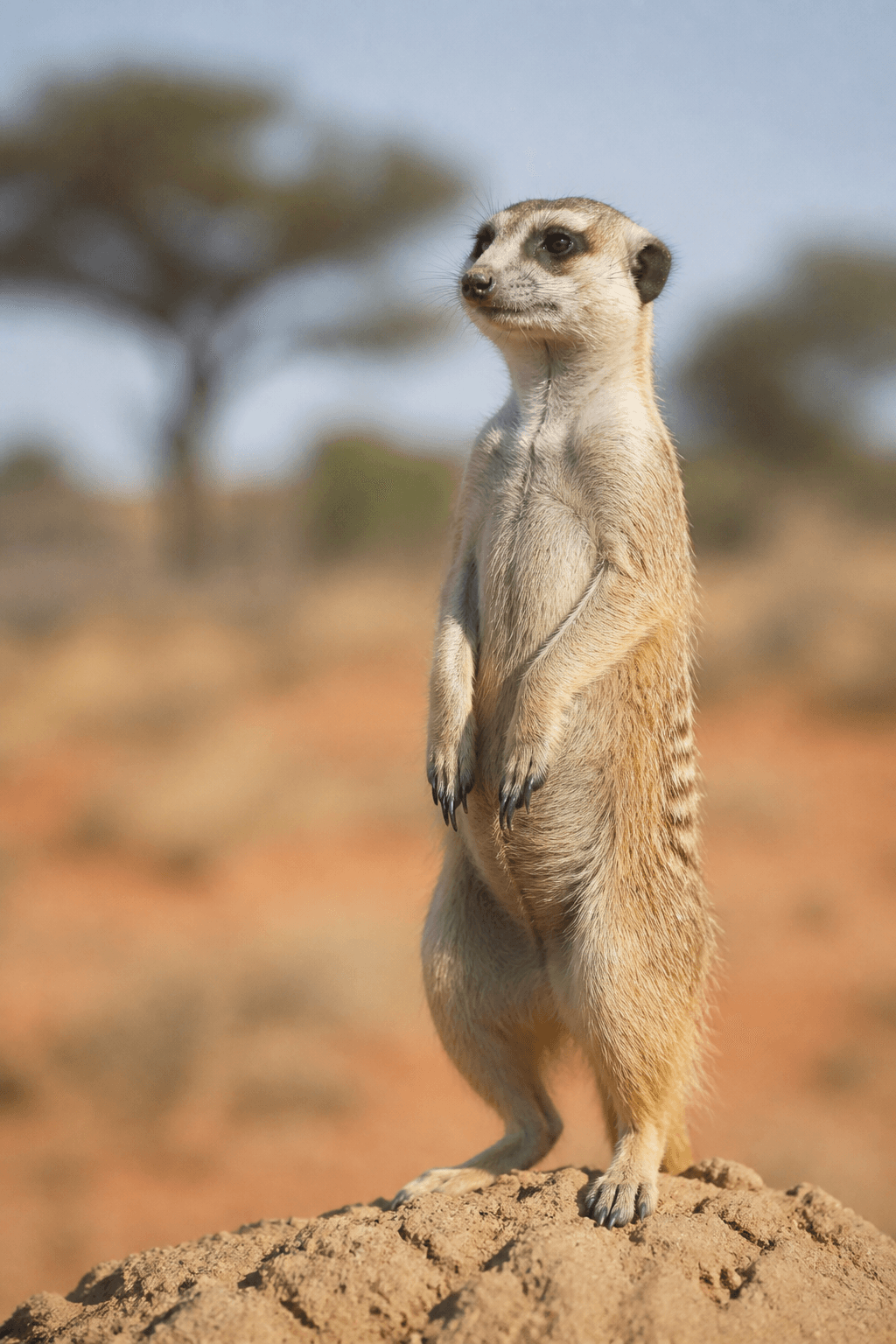 Meerkat