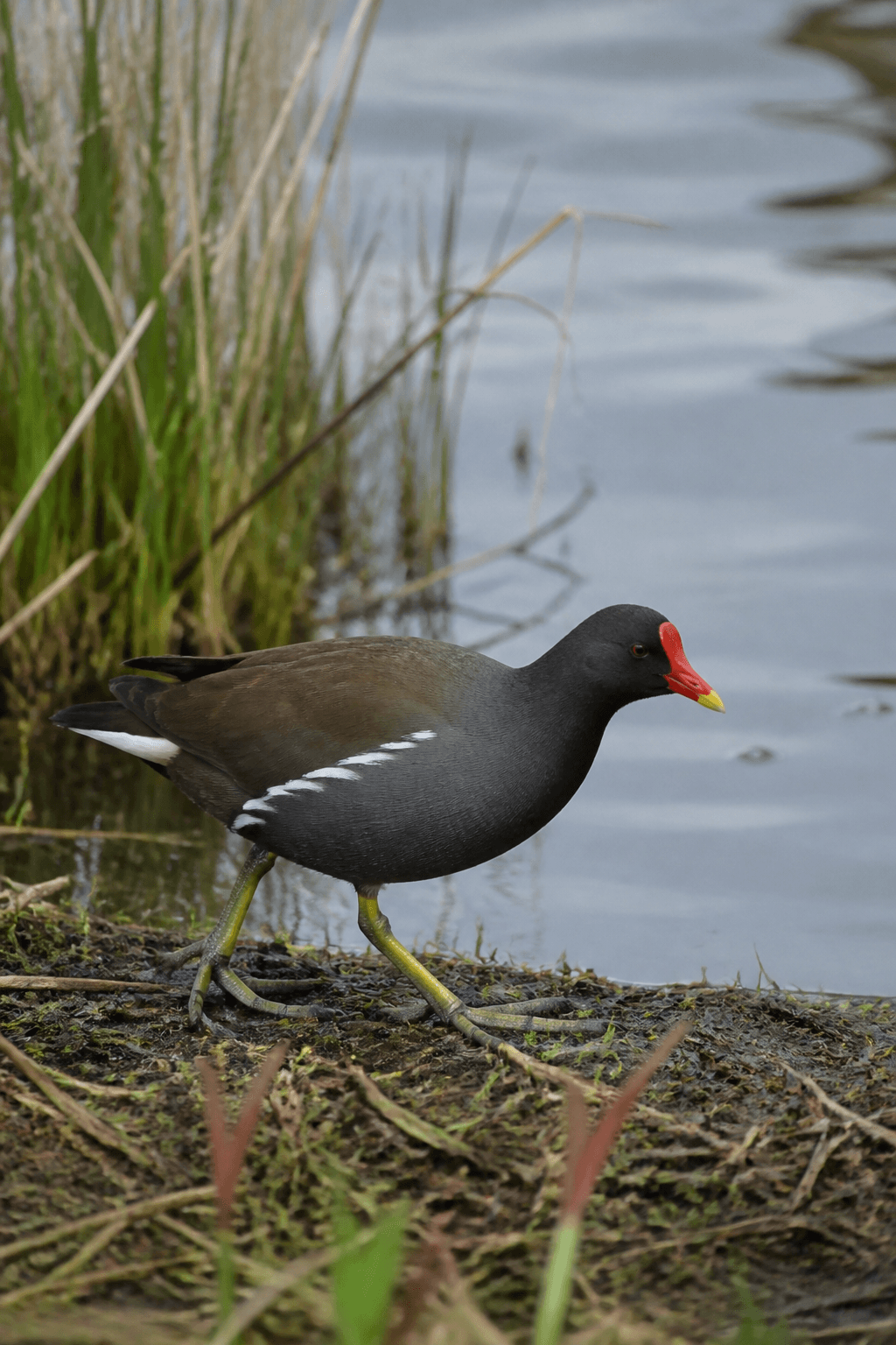 Moorhen