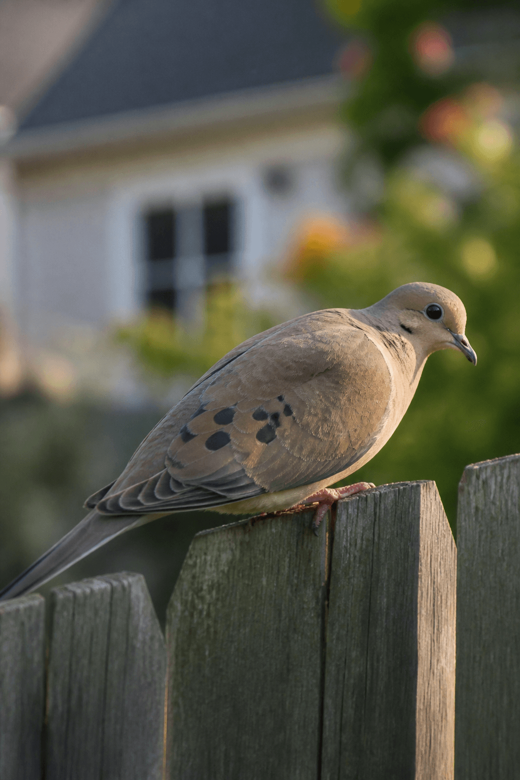 Mourning Dove