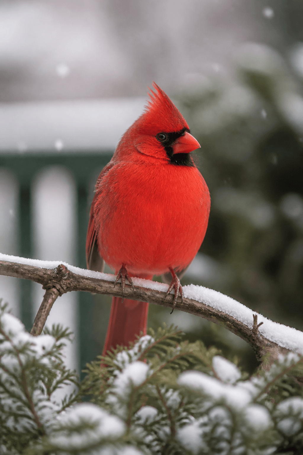 Northern Cardinal