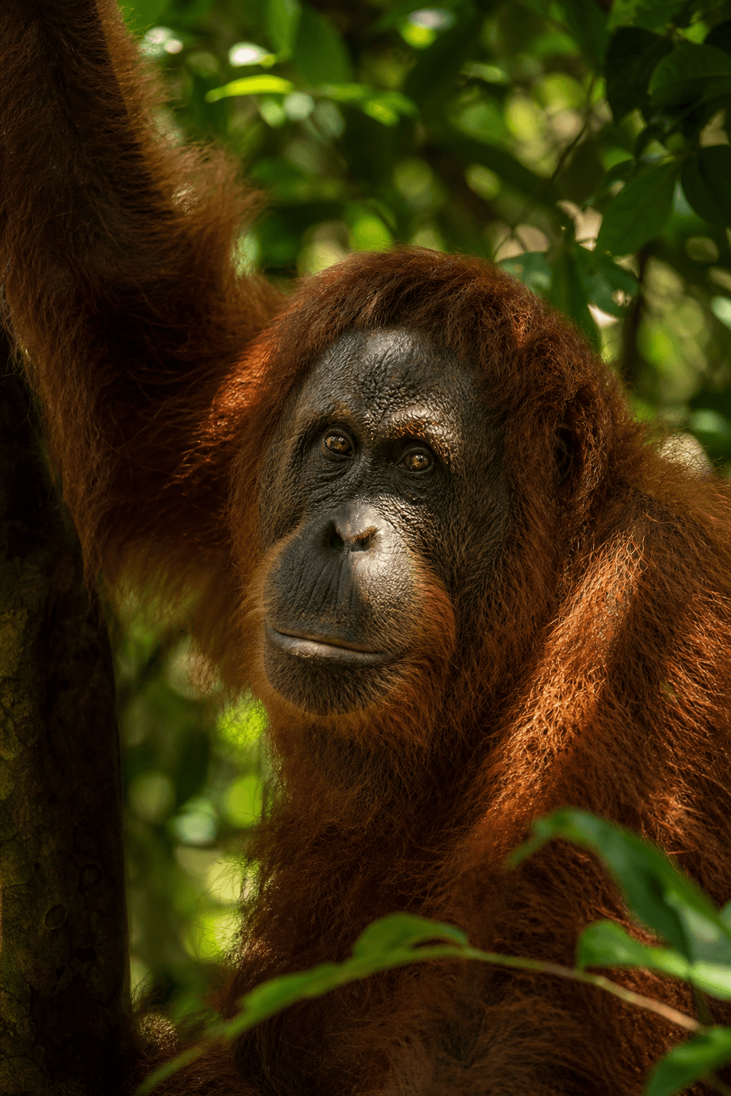 Orangutan discovery card