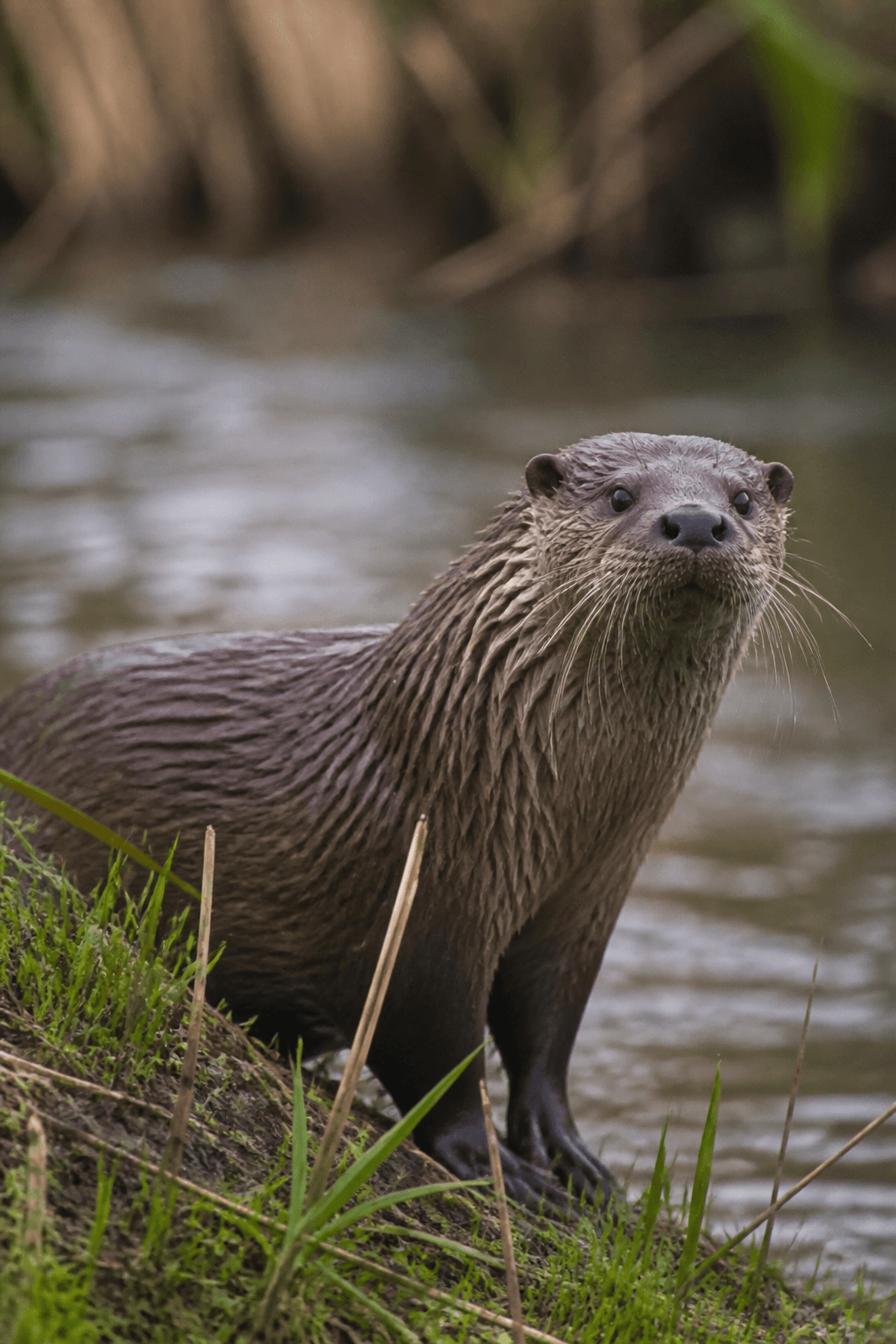 Otter