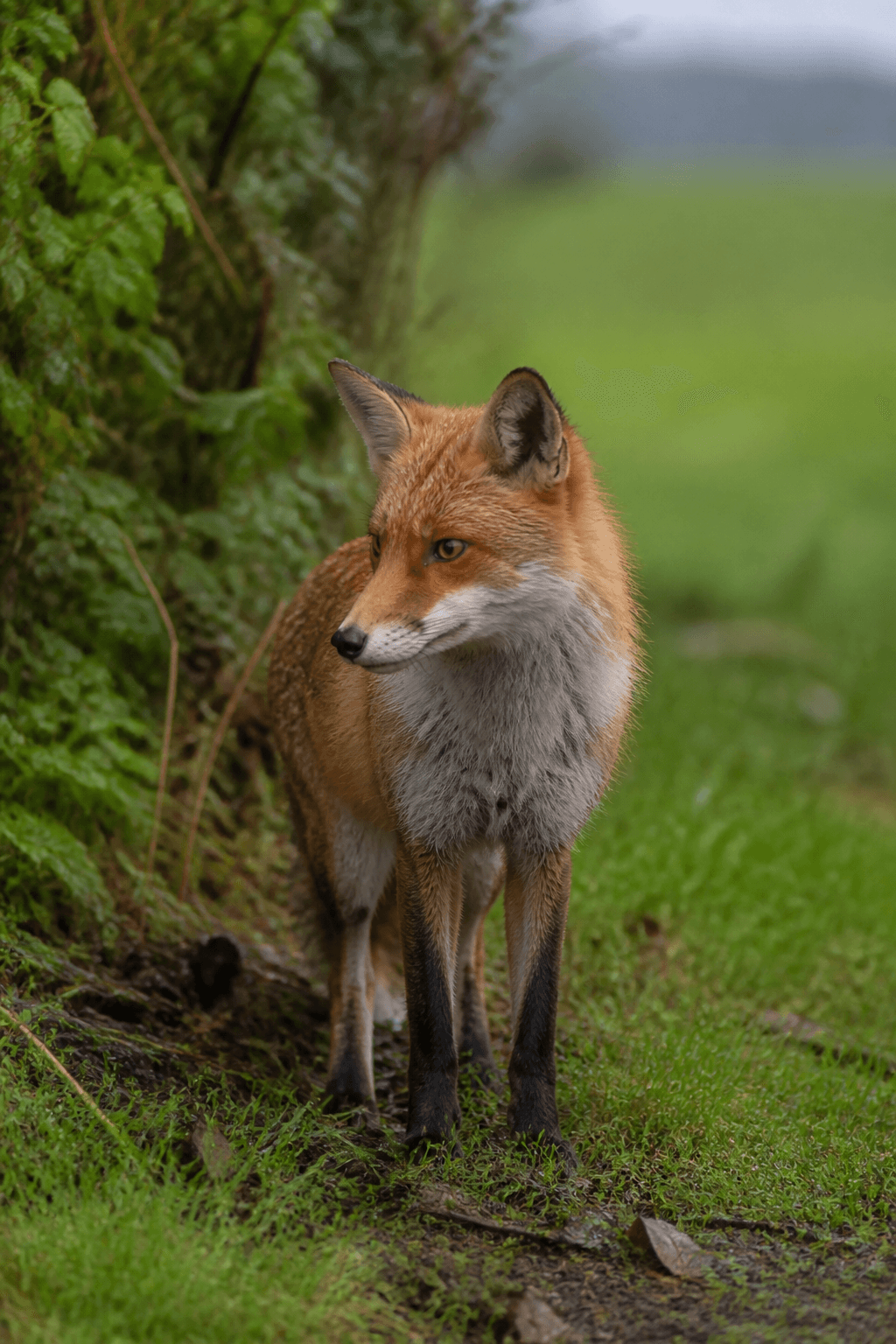 Red Fox