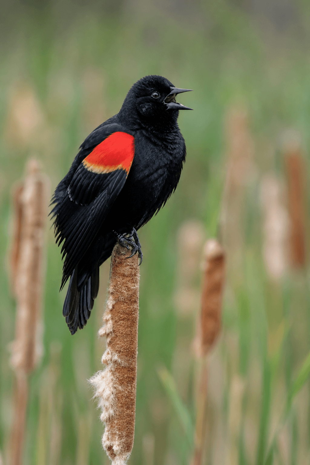 Red-winged Blackbird