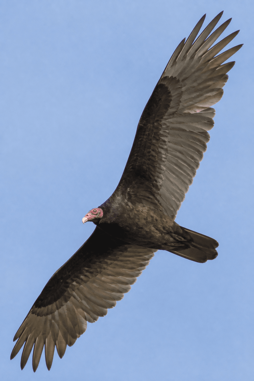 Turkey Vulture