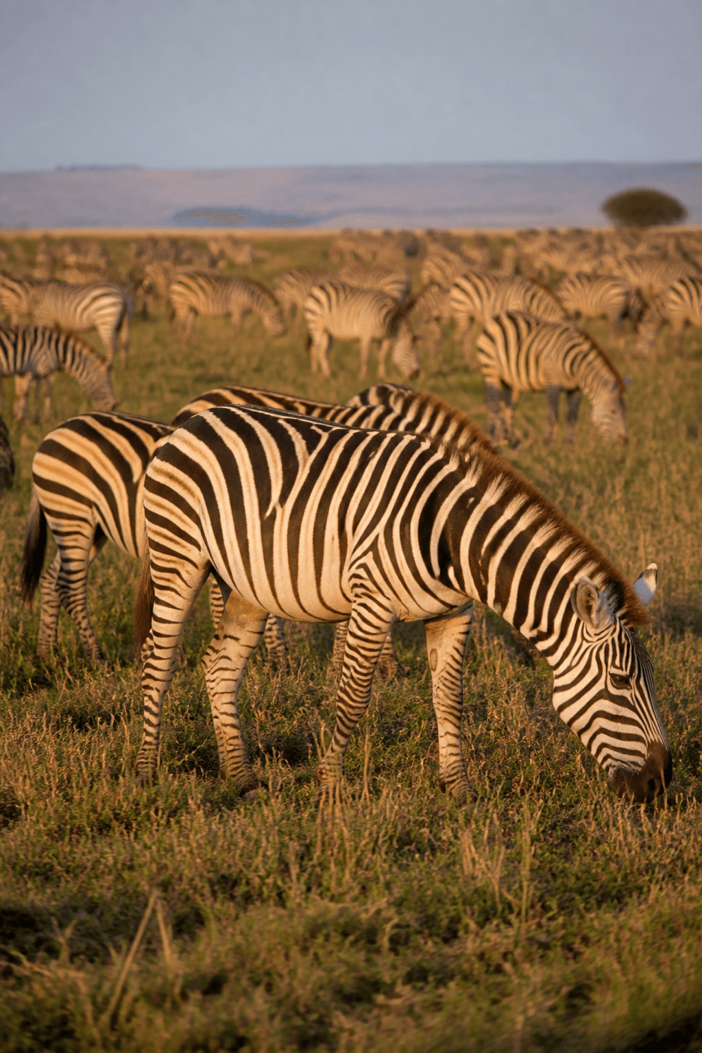 Zebra