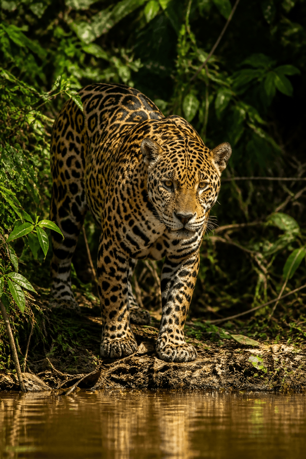 Jaguar
