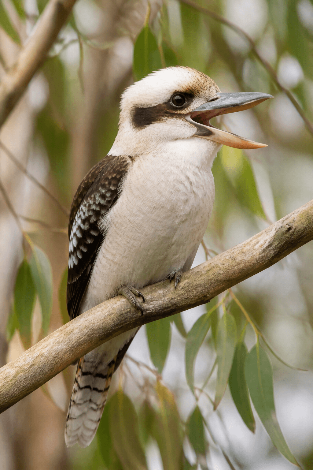 Kookaburra