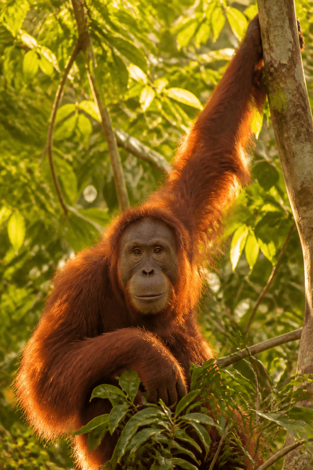 Orangutan