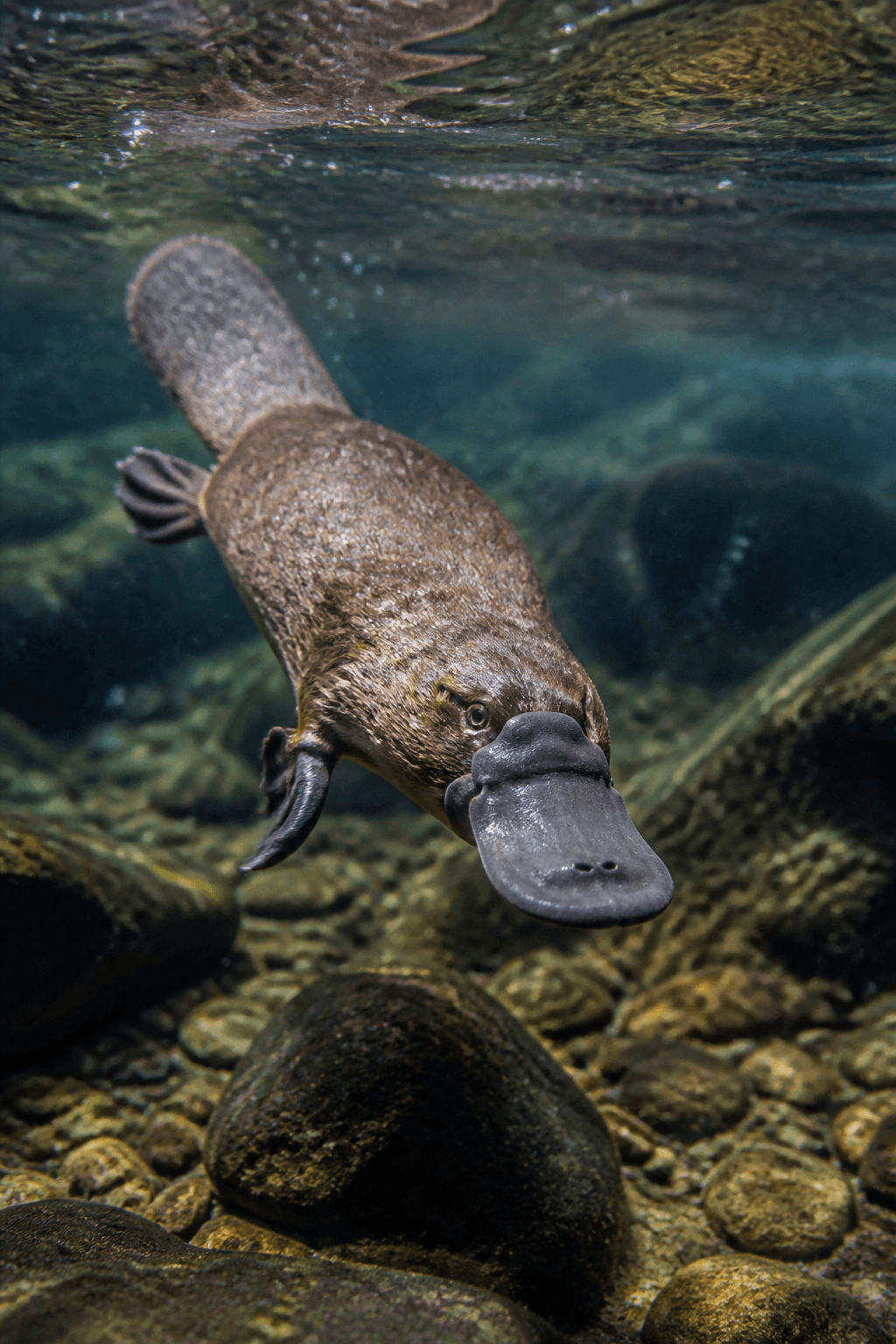 Platypus