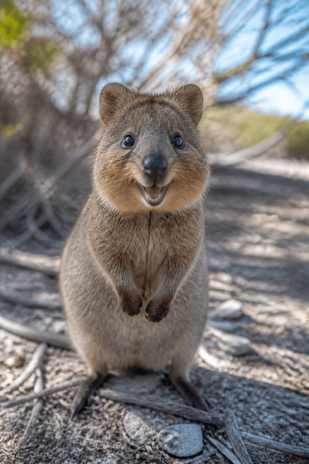 Quokka