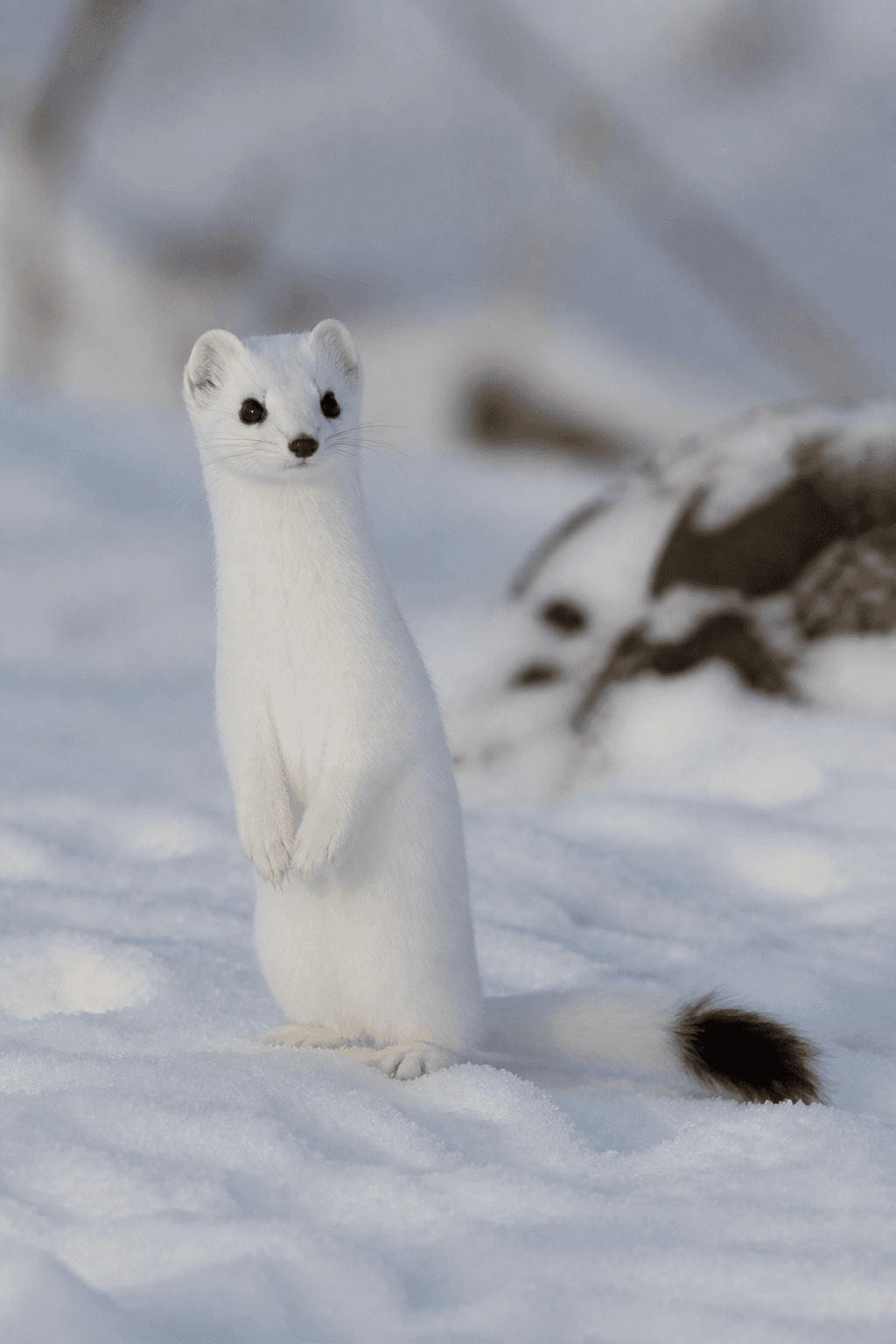 Stoat