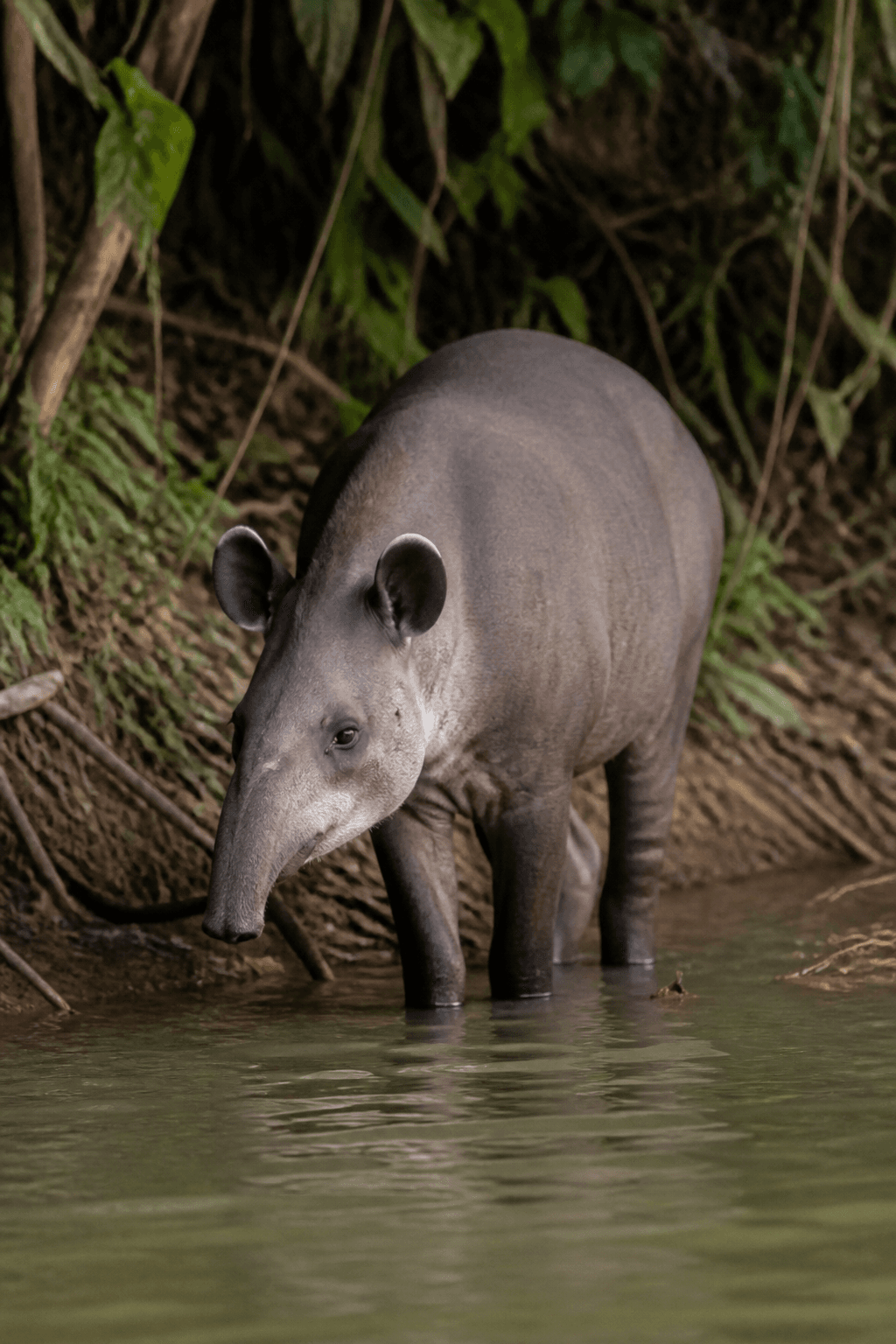 Tapir