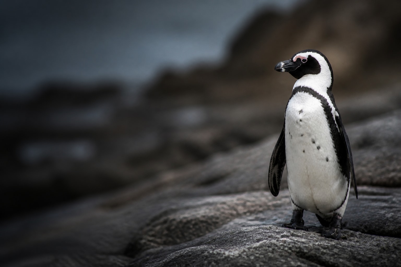 African Penguin (Spheniscus demersus) in the wild — Catch'Um species field guide