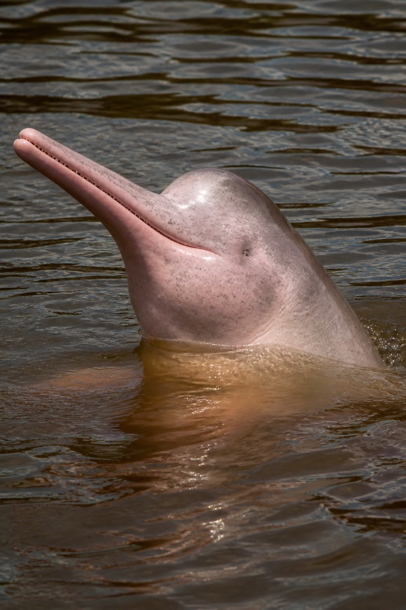Amazon River Dolphin (Inia geoffrensis)