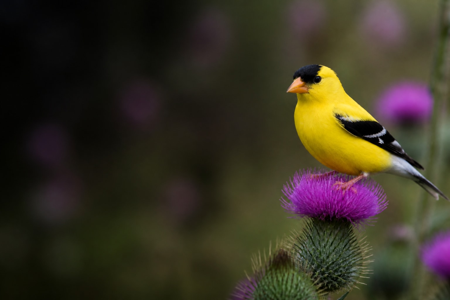 American Goldfinch (Spinus tristis) in the wild — Catch'Um species field guide