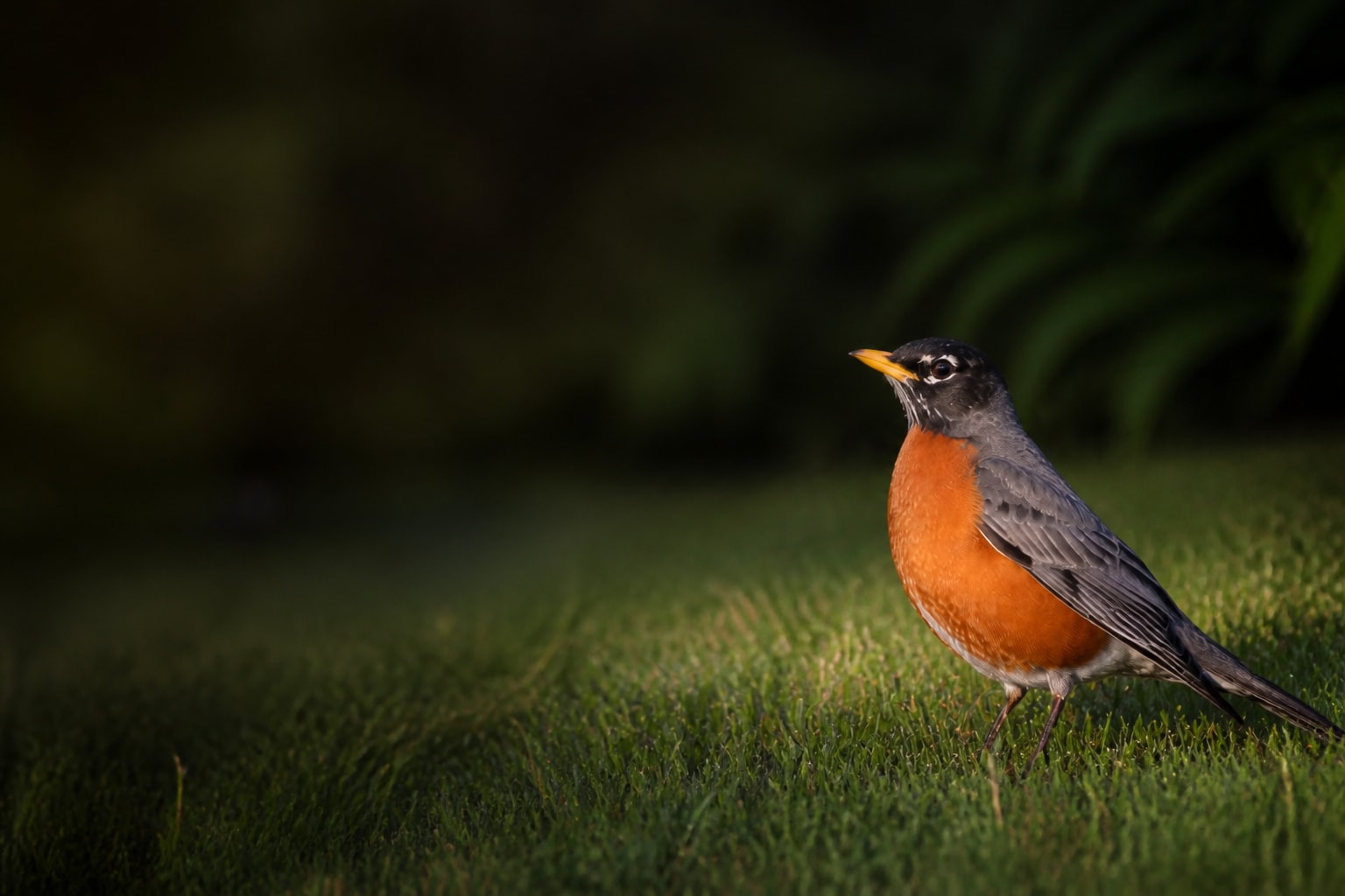 American Robin (Turdus migratorius) in the wild — Catch'Um species field guide