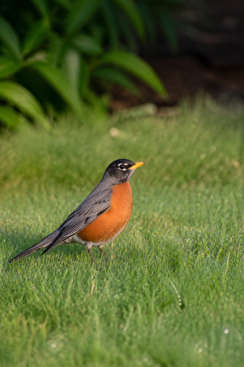 American Robin (Turdus migratorius)