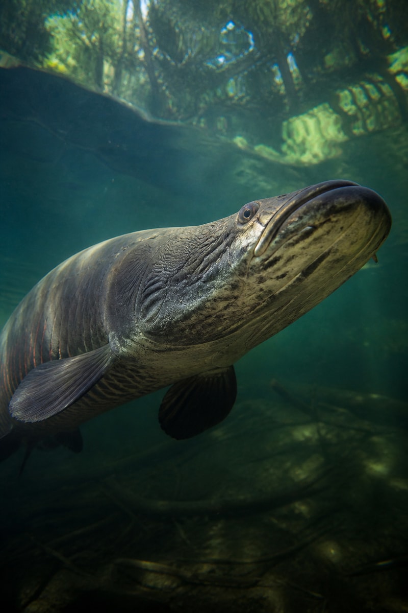 Arapaima (Arapaima gigas)