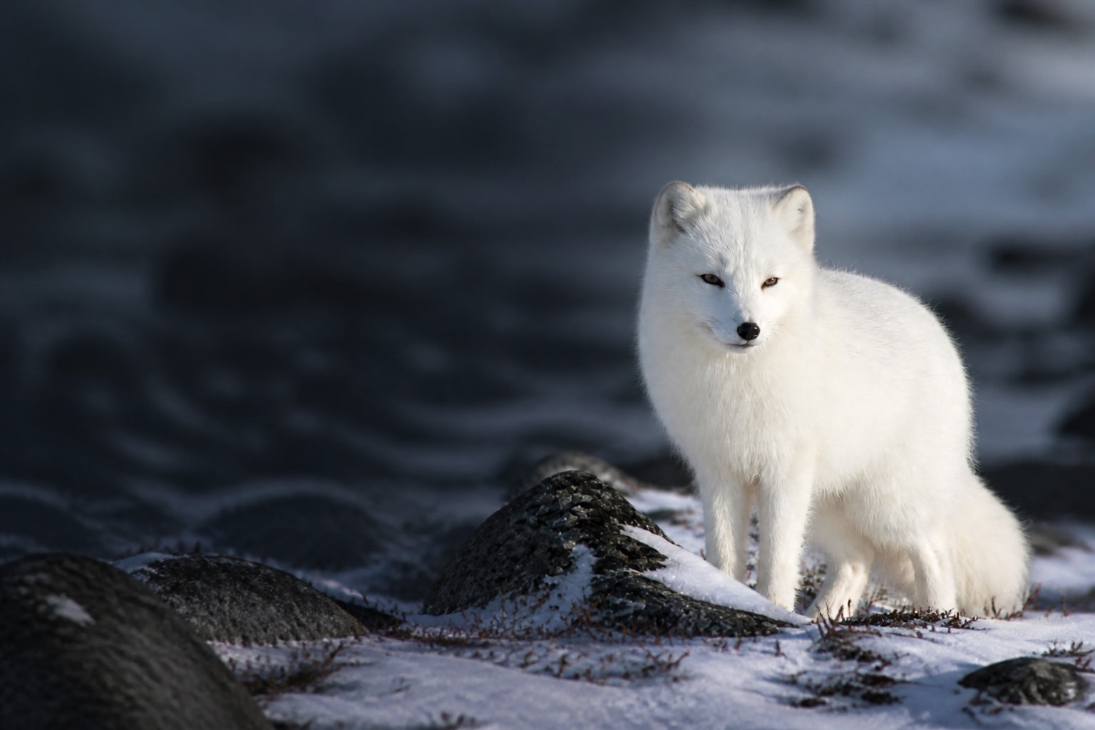 Arctic Fox (Vulpes lagopus) in the wild — Catch'Um species field guide