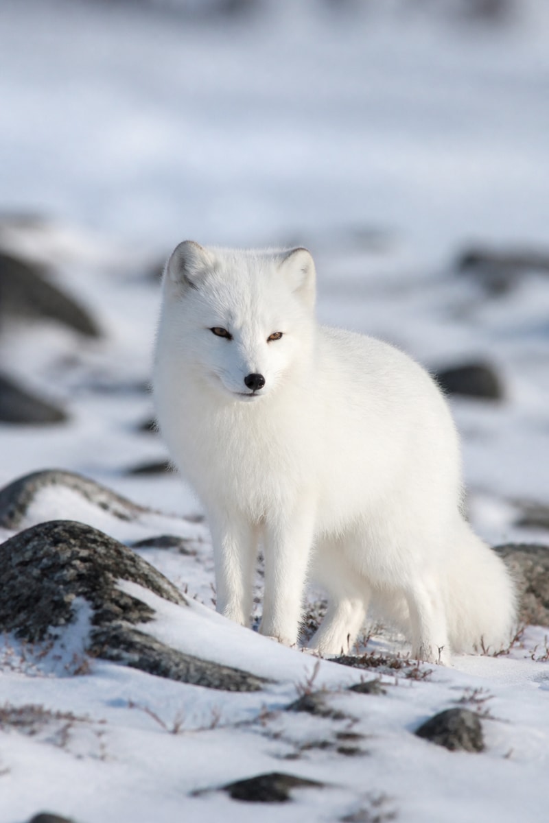 Arctic Fox (Vulpes lagopus)