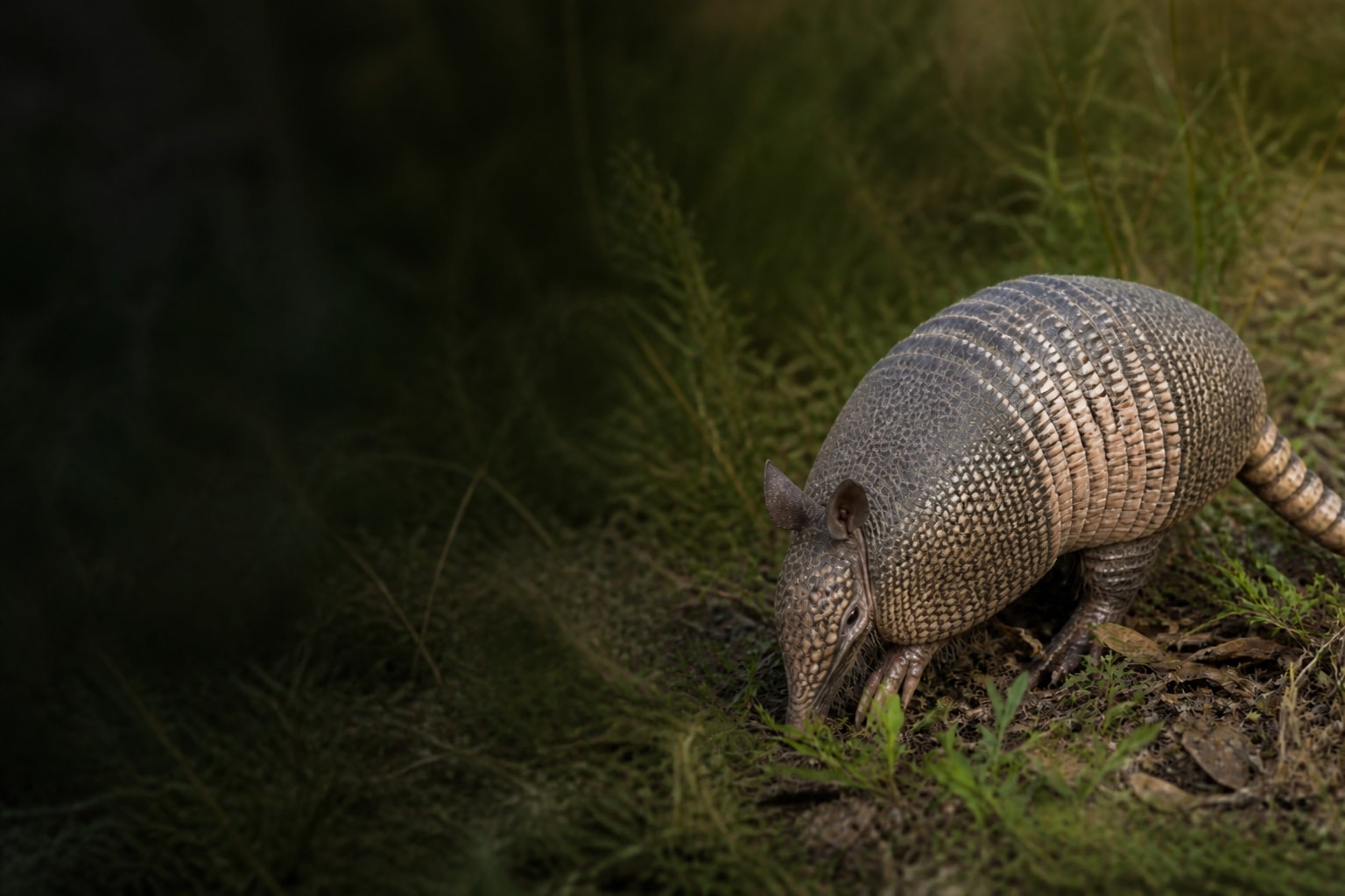 Armadillo (Dasypus novemcinctus) in the wild — Catch'Um species field guide