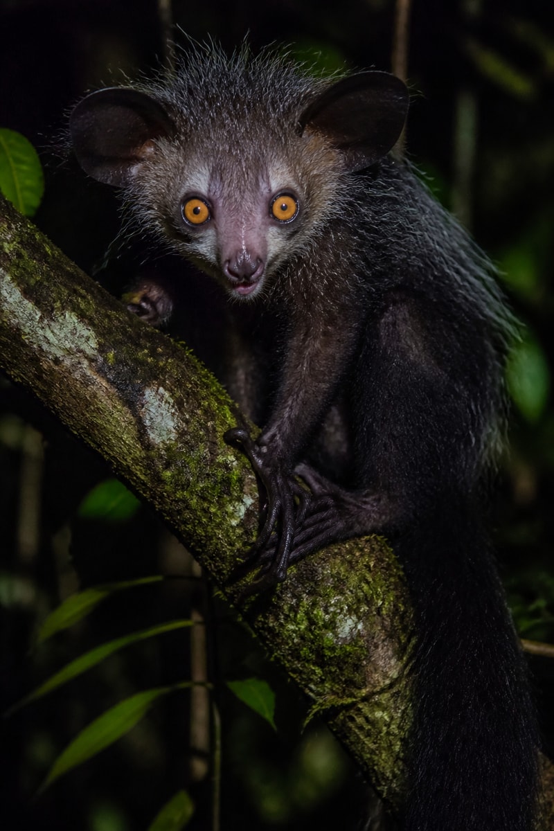 Aye-aye (Daubentonia madagascariensis)