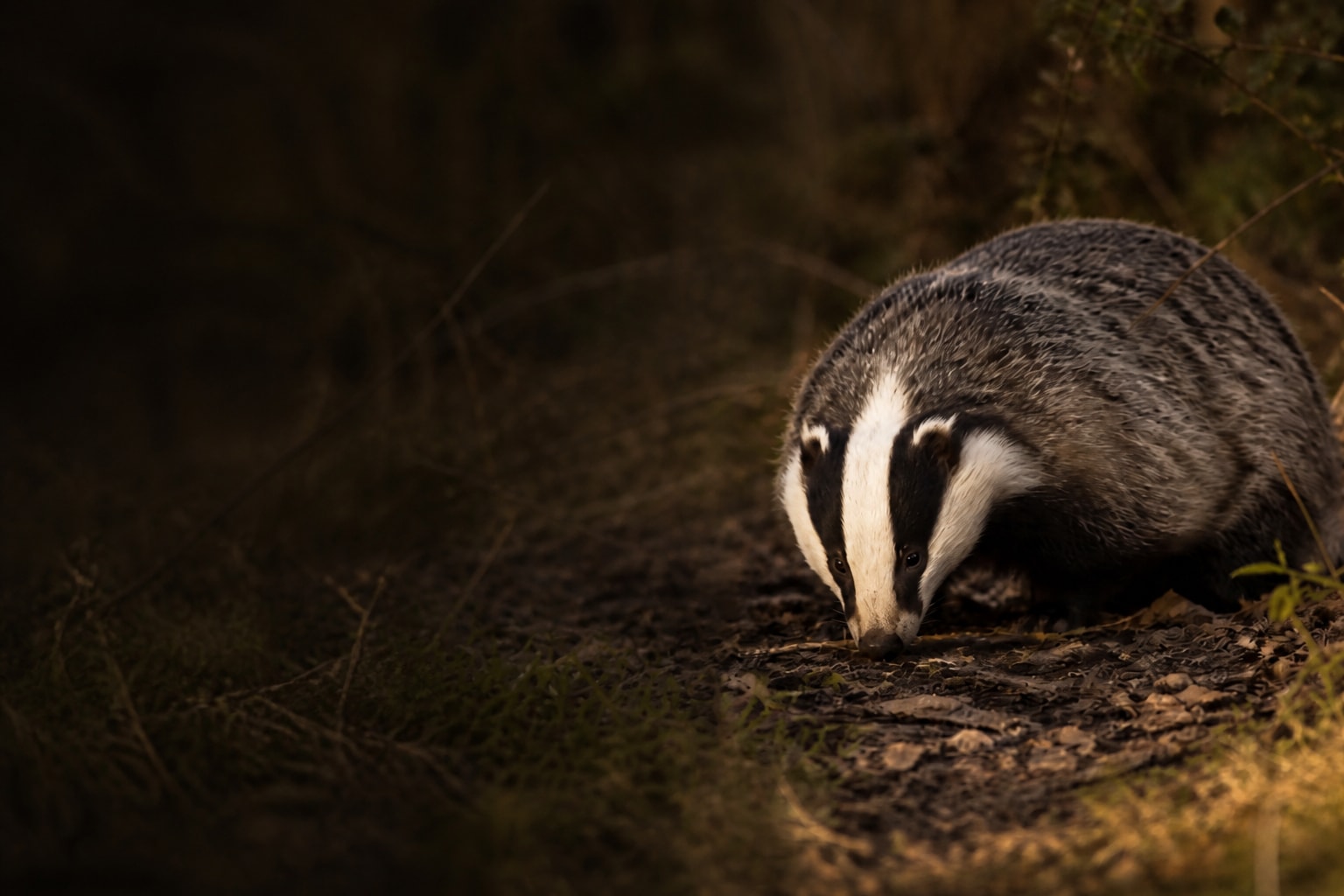 Badger (Meles meles) in the wild — Catch'Um species field guide