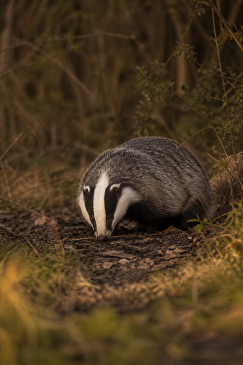 Badger (Meles meles)