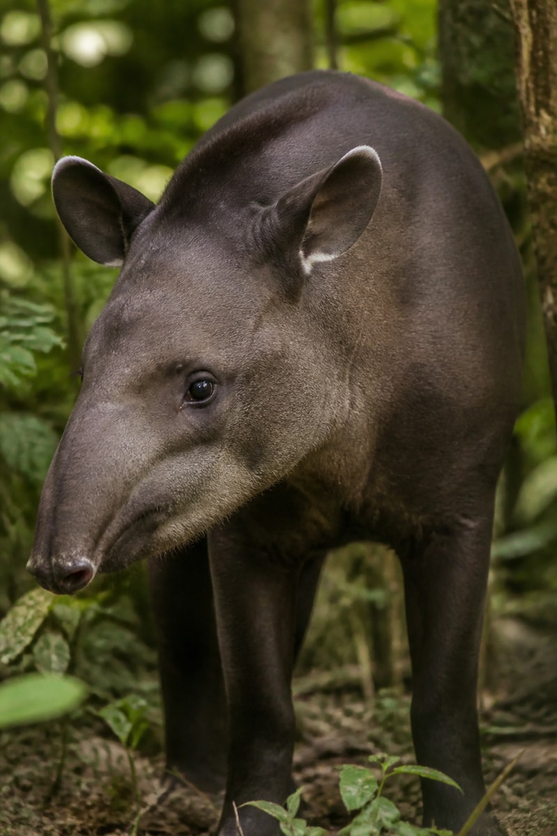 Baird's Tapir (Tapirus bairdii)
