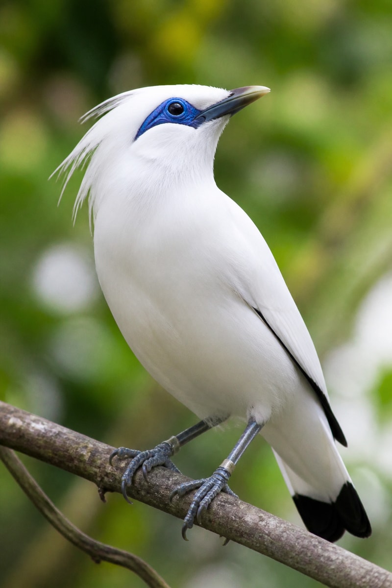 Bali Starling (Leucopsar rothschildi)
