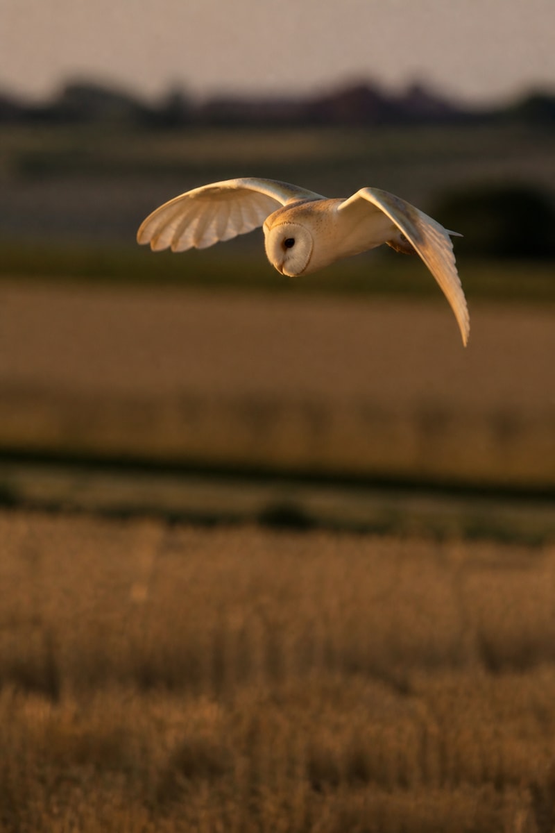 Barn Owl (Tyto alba)