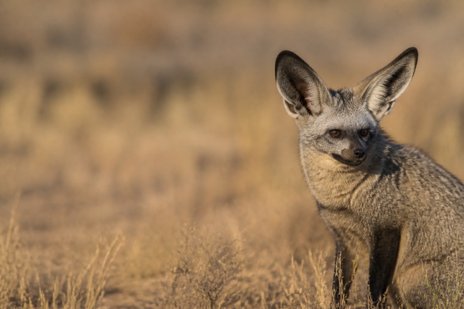 Bat-eared Fox (Otocyon megalotis) in the wild — Catch'Um species field guide
