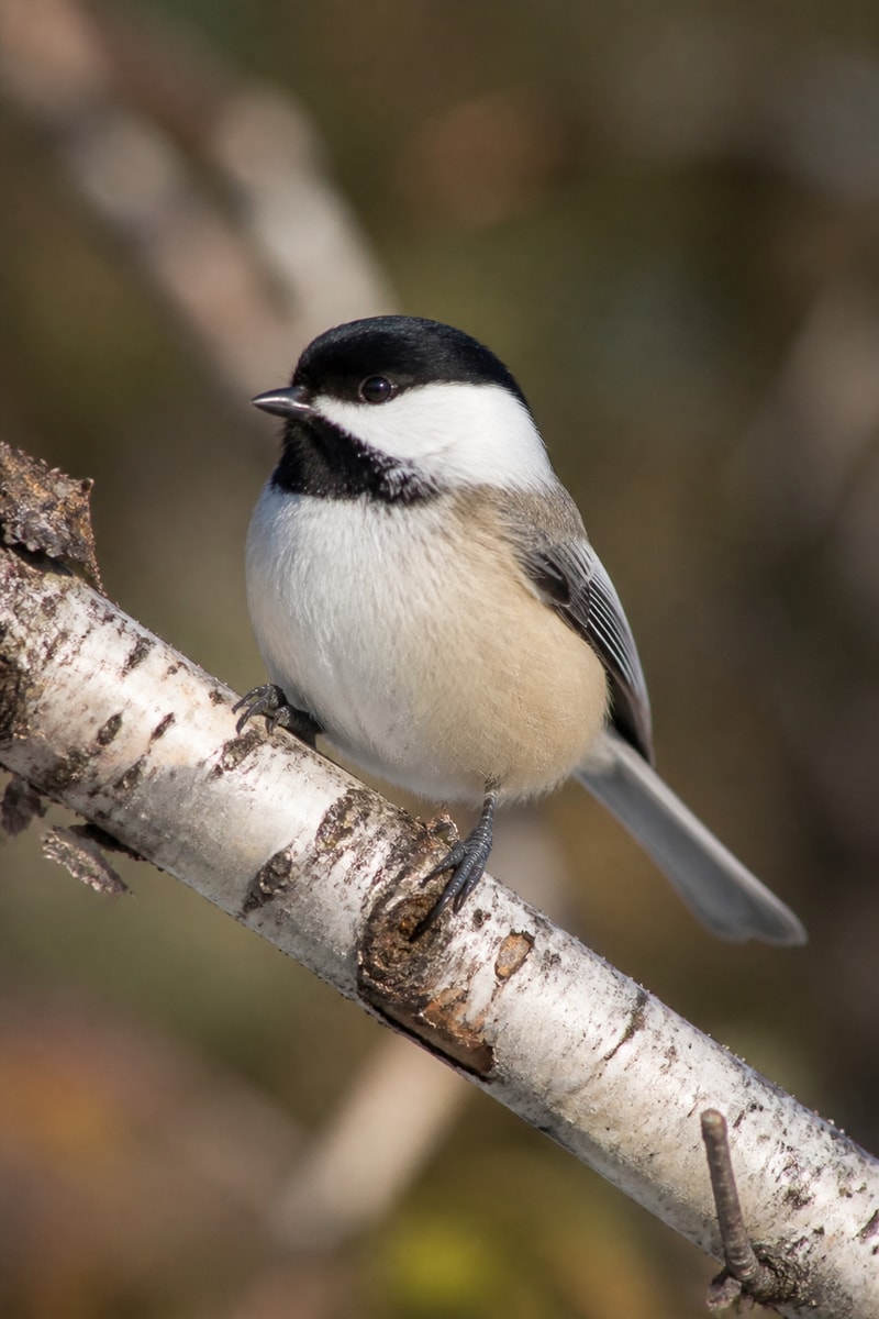 Black-capped Chickadee (Poecile atricapillus)