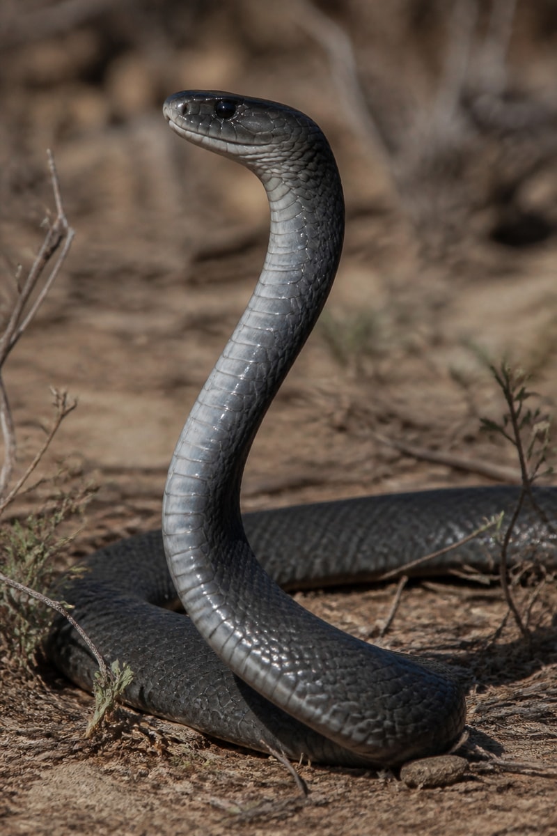 Black Mamba (Dendroaspis polylepis)